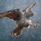 An owl flies through a snowstorm, its talons outstretched.