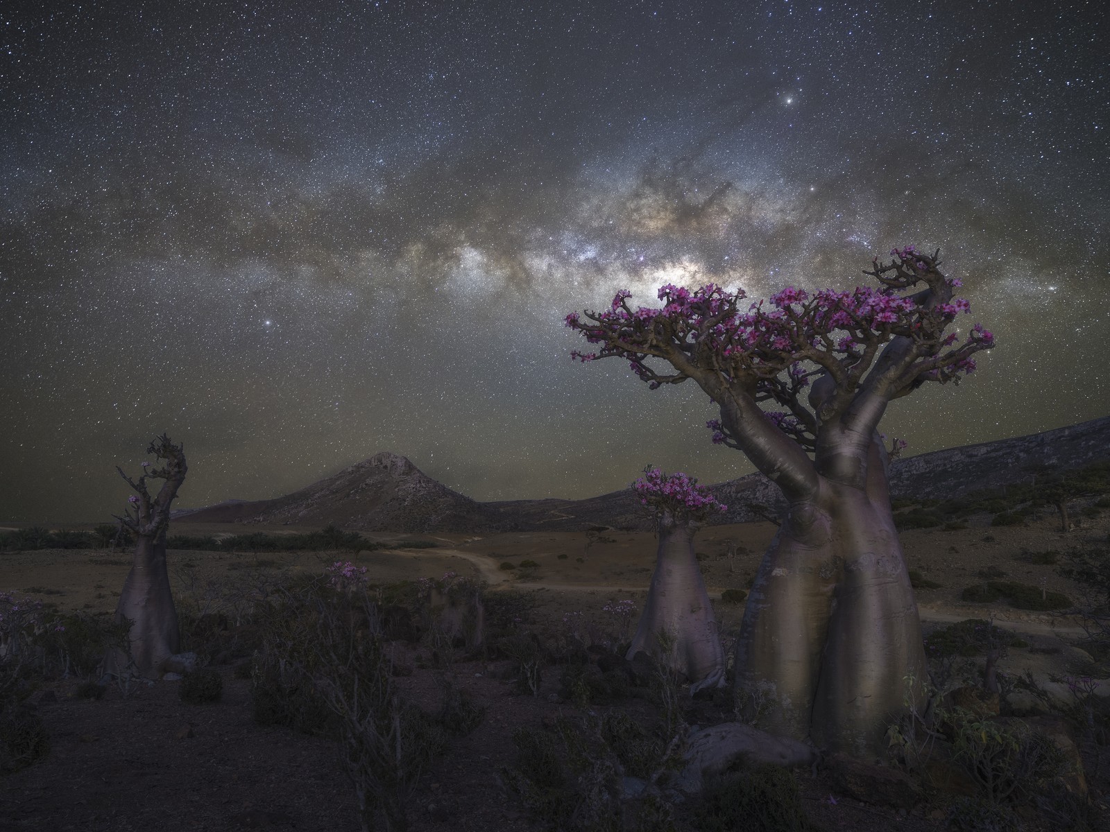 A night view of a broad valley beneath the stars, featuring several unusual flowering trees with very thick trunks