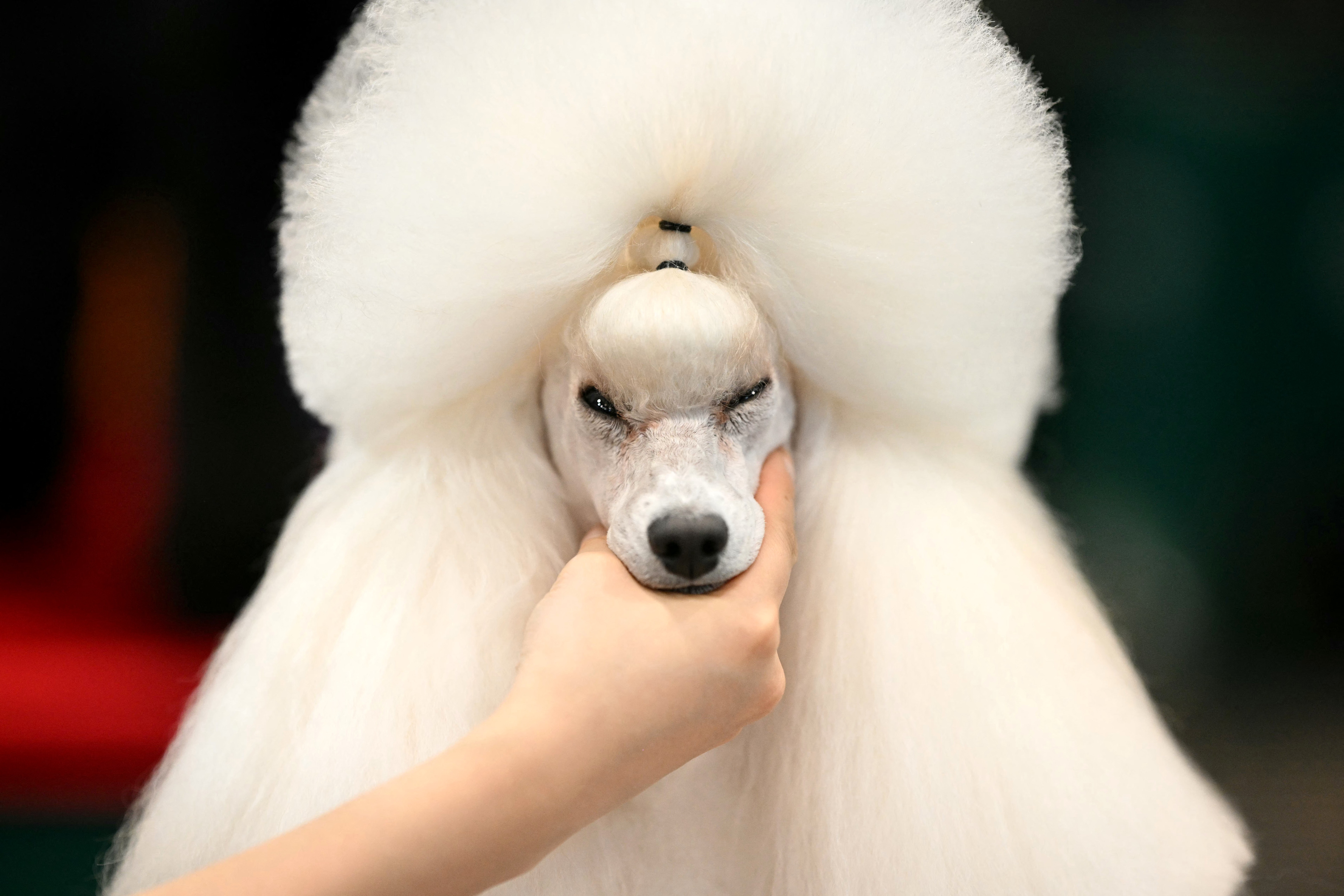 A handler works with a poodle, grasping its muzzle.