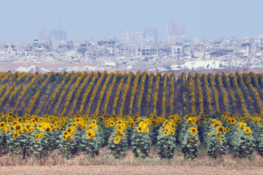 A view of many war-damaged and destroyed buildings in the distance, with a field of sunflowers in the foreground.