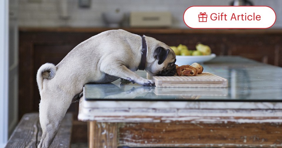 New study on grain free dog food cheap
