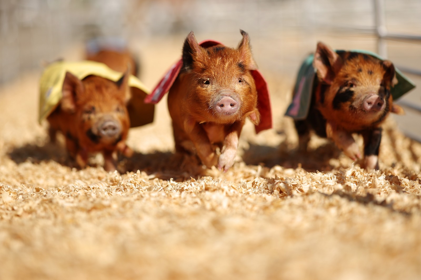 Several small pigs run a race across a track covered in sawdust.