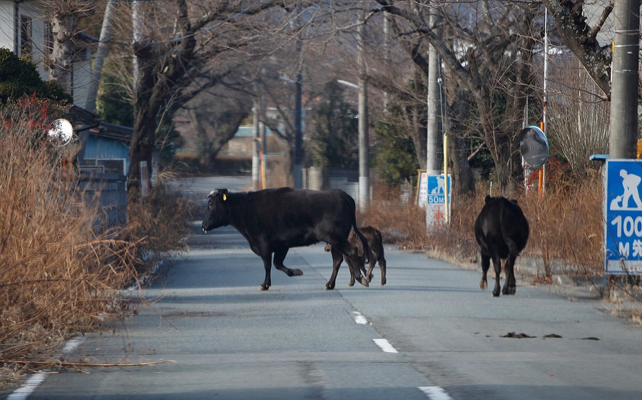 Pet Rescuers Venture Into Japan's Exclusion Zone - The Atlantic