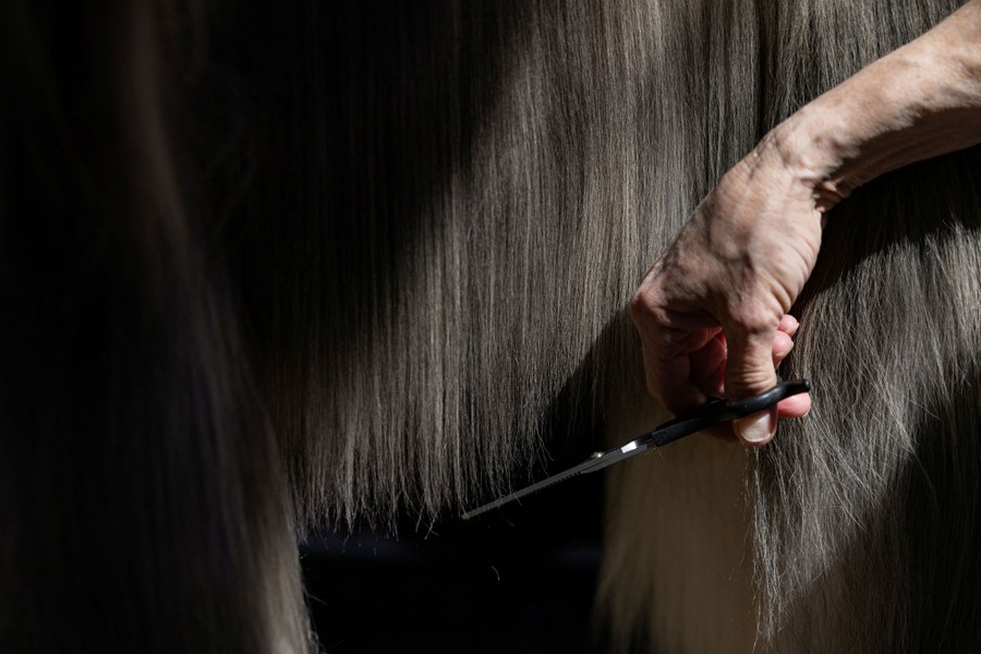 A person uses scissors to trim the long hair of a dog.