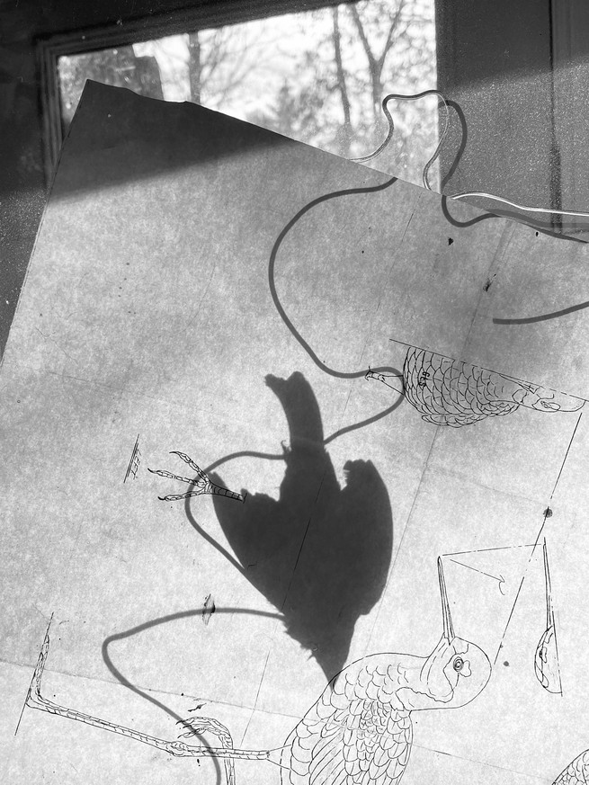 The shadow of a bird on a piece of paper, with illustrations of other birds