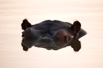 A hippo