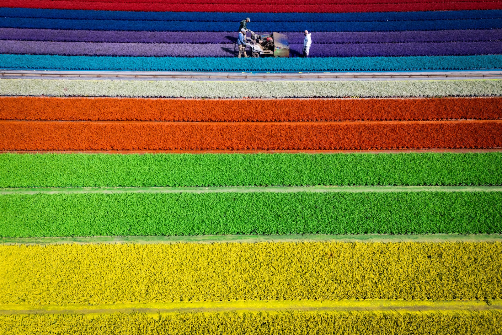People use a machine to paint water-based colors onto rows of heather.