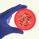 A gloved hand holding a petri dish with a moldy version of the OpenAI logo inside