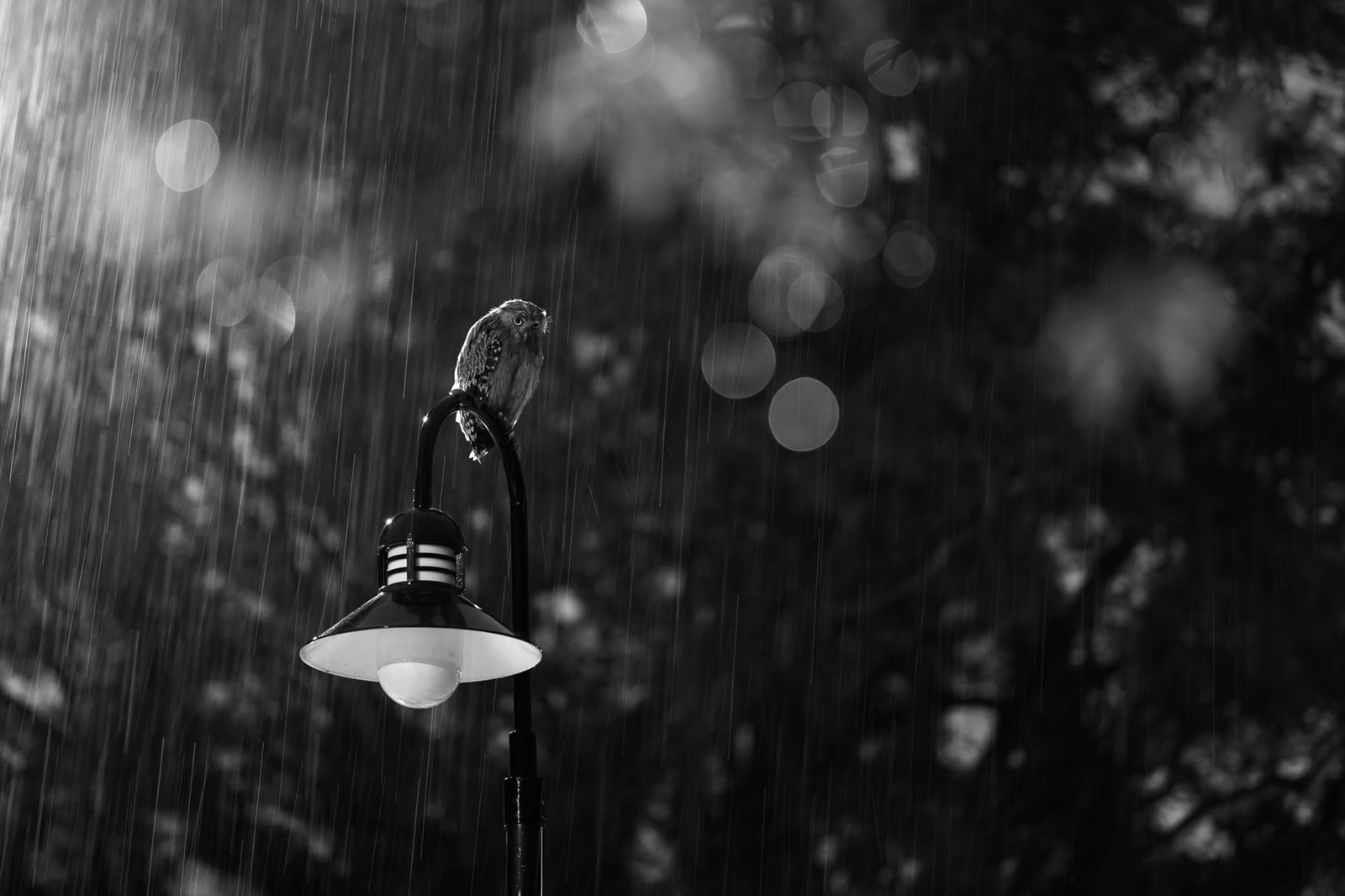 An owl perches on a lamppost while it is raining.
