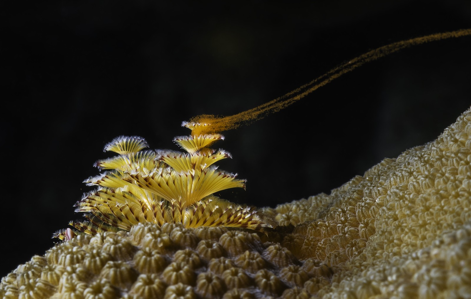 A stream of eggs flows away from a tube work on a coral outcrop.
