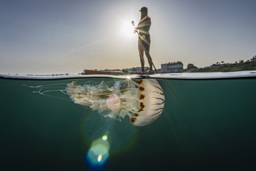 A split view at the water's surface; above, a person on a stand-up paddleboard, below, a single jellyfish.