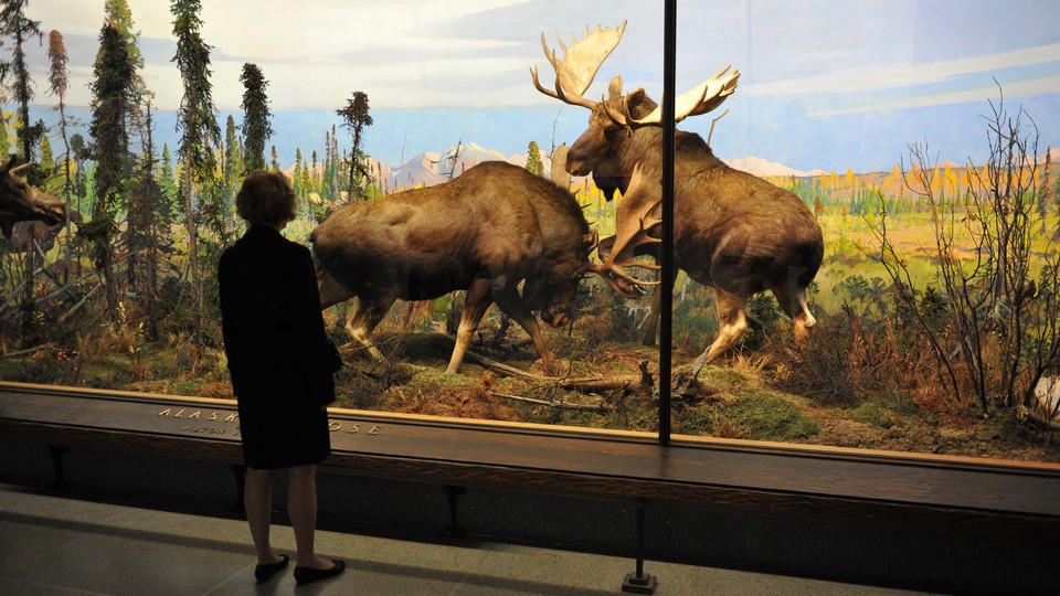 A woman looks at a diorama of Alaska moose at the American Museum of Natural History.
