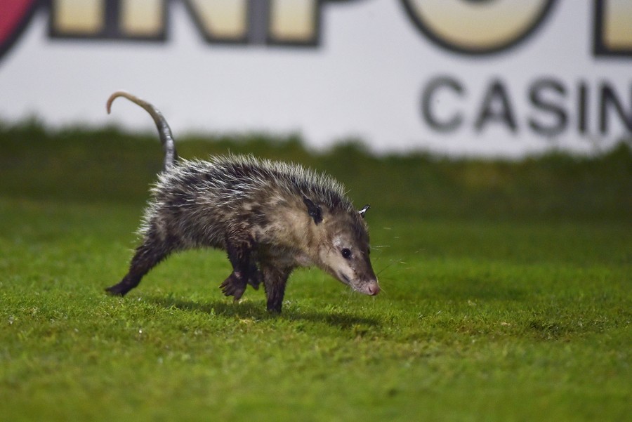 Photos Animals On The Playing Field The Atlantic