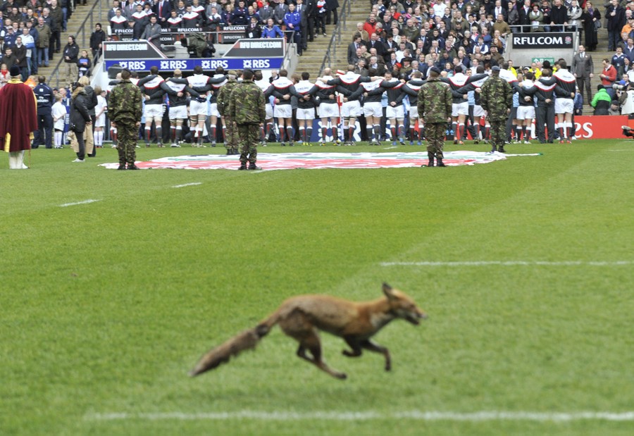A fox sprints across a rugby pitch as players line up in the background.