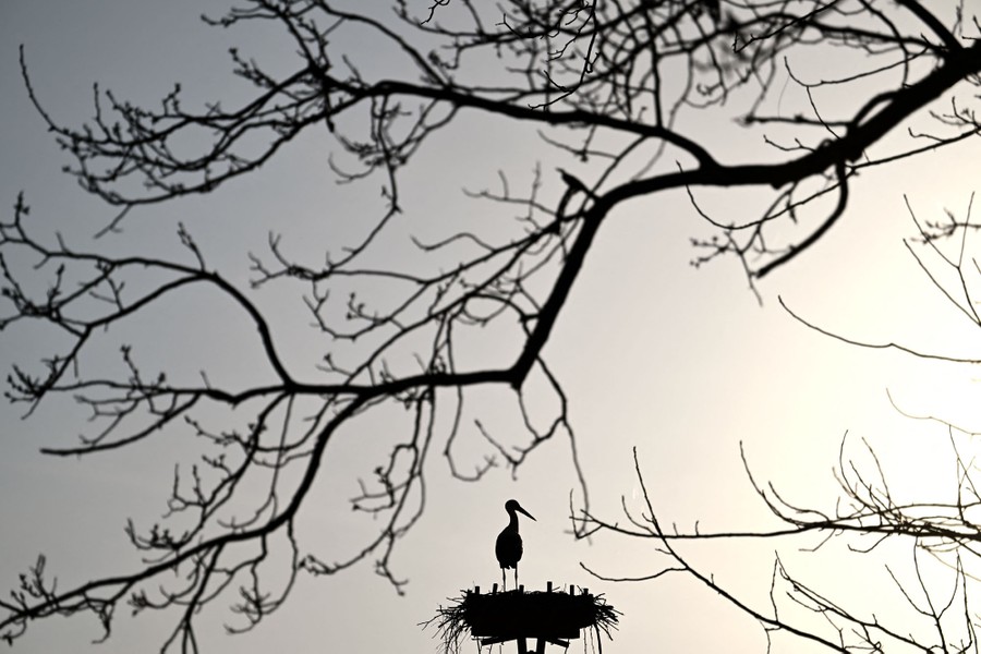 A stork stands on a nest, below a bare tree branch.