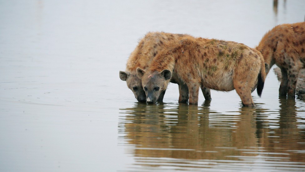 Arctic Hyenas Once Roamed North America - The Atlantic