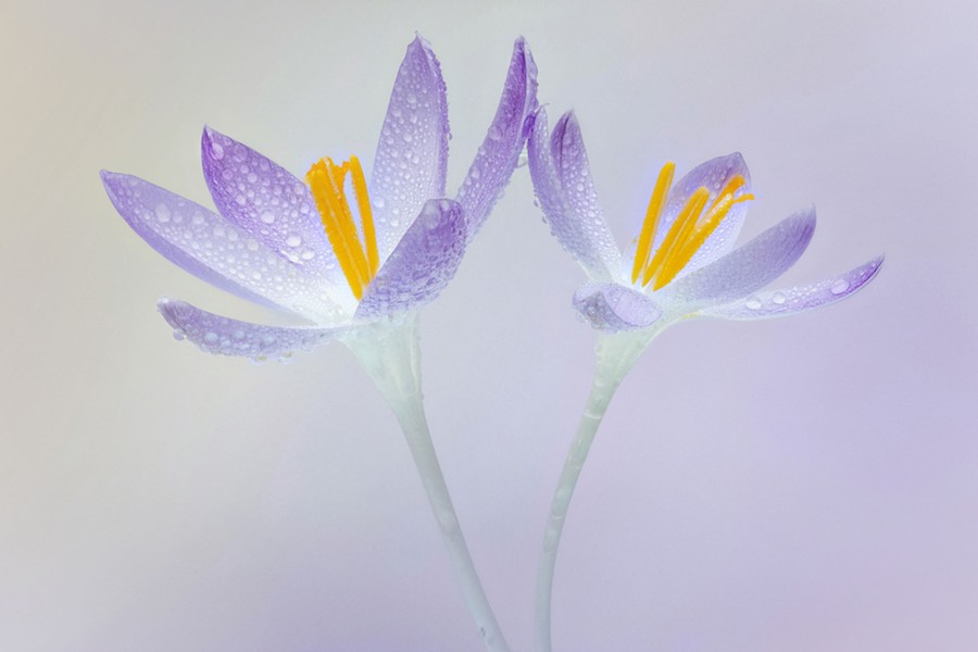 Two purple crocuses covered in water droplets