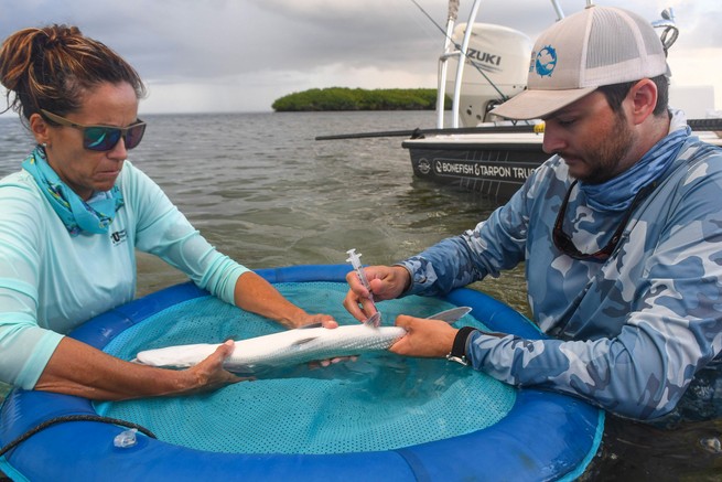 Biologists Jennifer Rehage and Nicholas Castillo, both from Florida International University, take a blood sample from a bonefish in the shallows of Biscayne Bay, Florida.