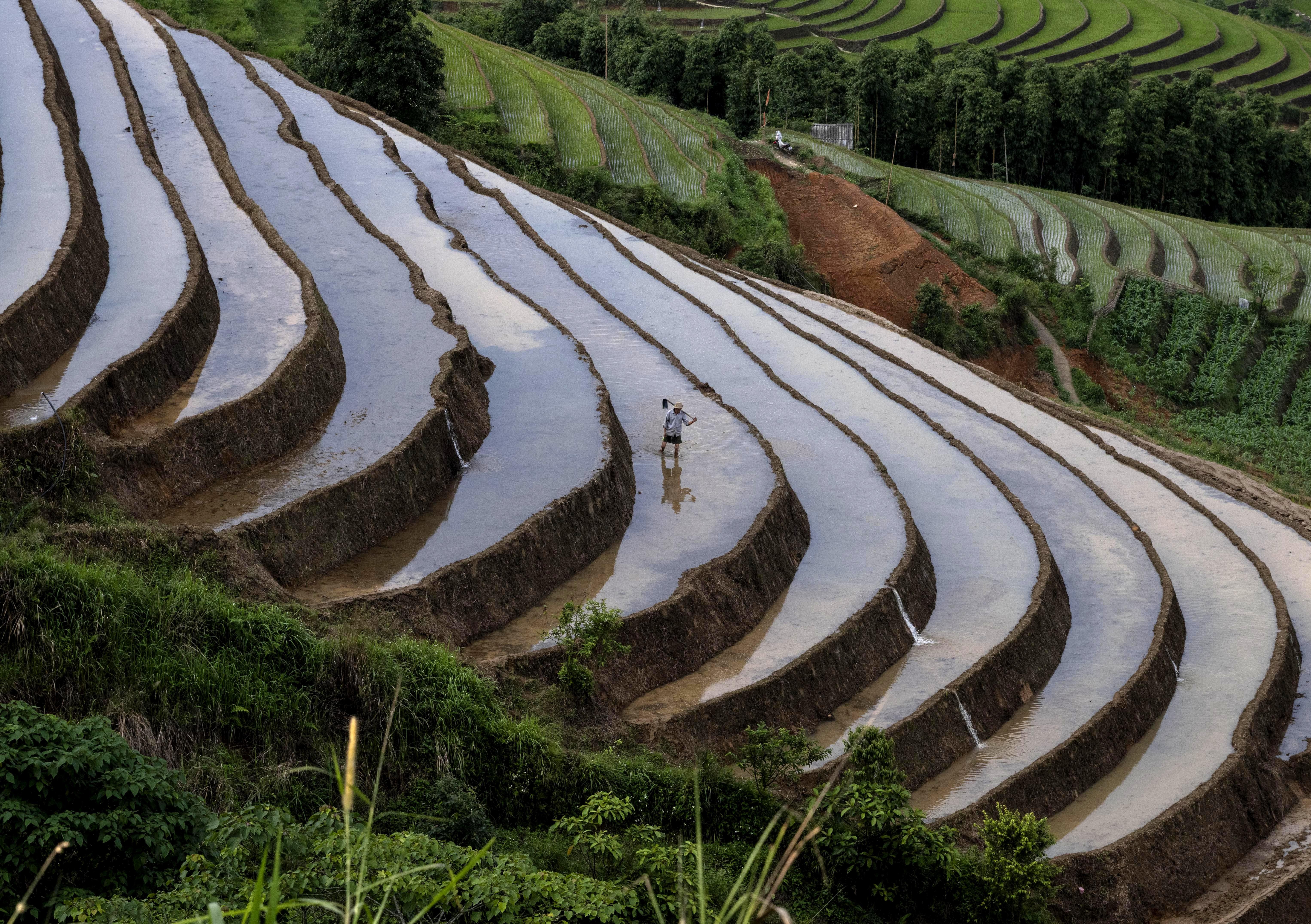 A farmer works in terraced rice paddies.