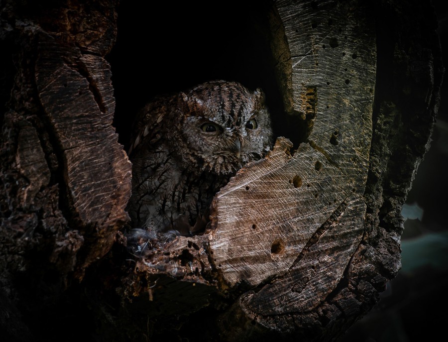 An owl peers out from a cavity in a tree.