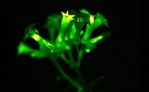 A glowing petunia glows green
