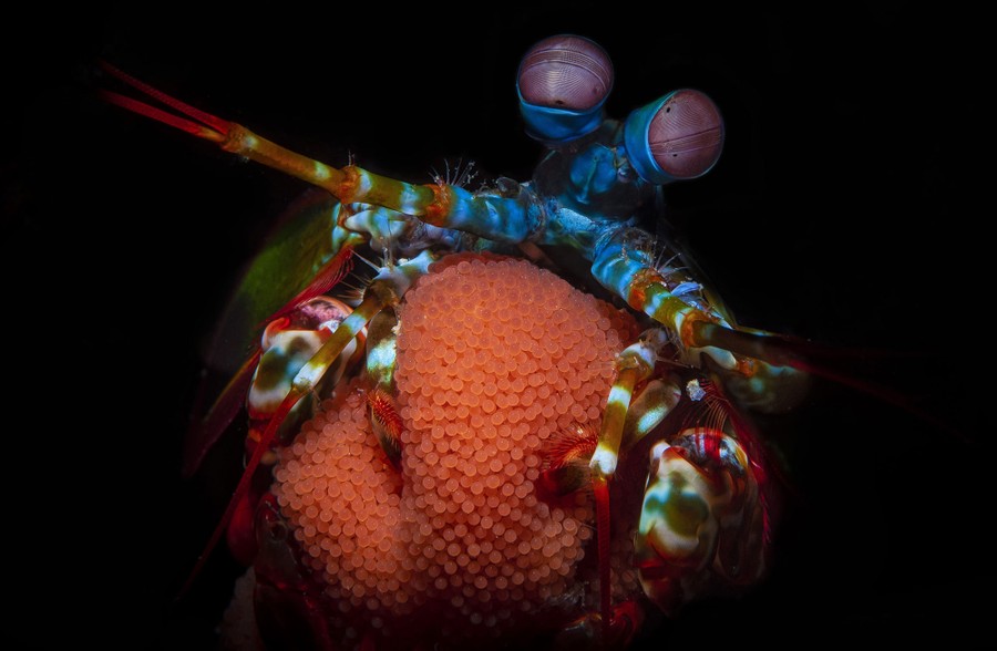 A colorful shrimp holds clumps of thousands of tiny eggs.