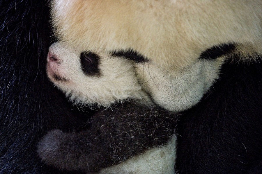 A panda mother cuddles her cub close.