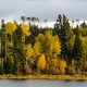 A forest on the shore of a lake in Canada