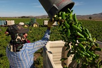 A farmer pours a bucket of peppers into a container.