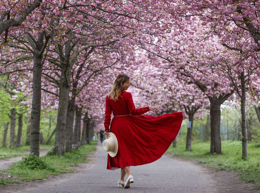 A woman in a long red dress poses in front of cherry-blossom trees along a path.