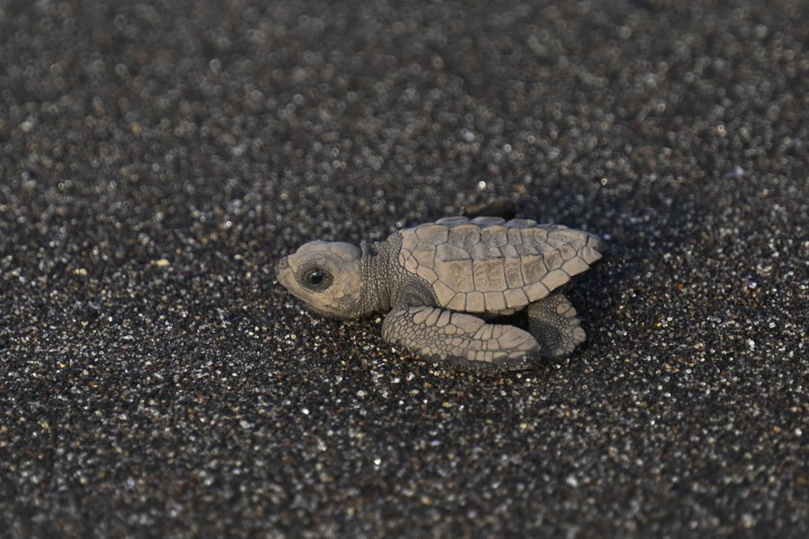 A small turtle hatchling moves across a beach, heading to the sea.