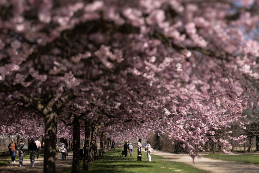 People walk near cherry blossoms in a public garden.