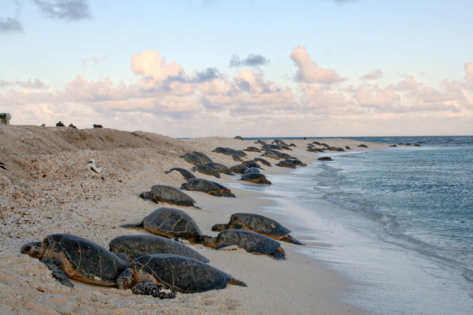 Dozens of sea turtles come ashore to lay eggs on a sandy beach.