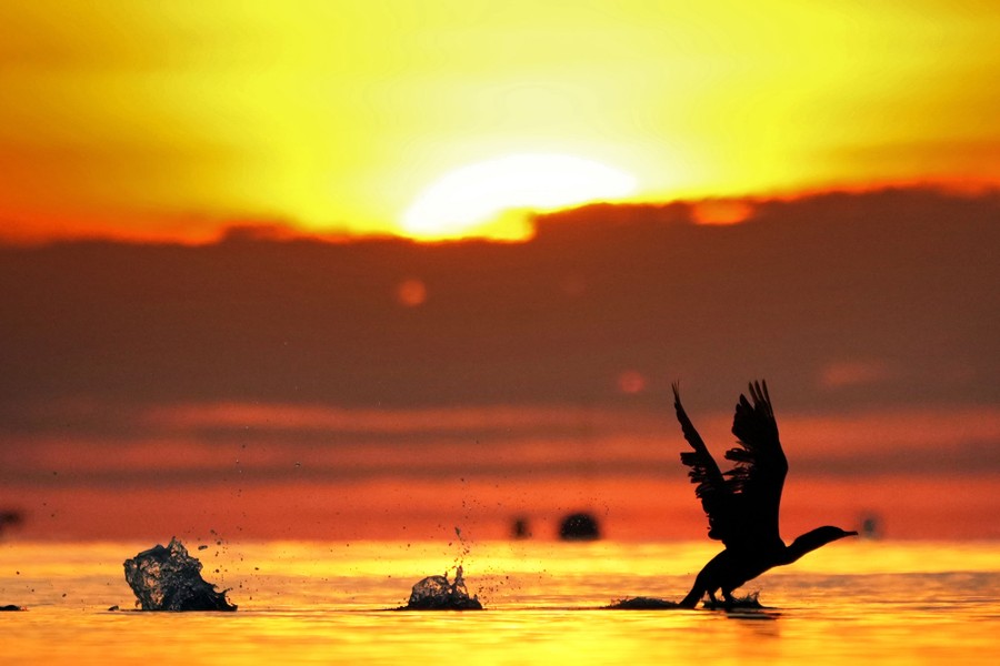 A cormorant gets a running start to take off from calm waters at sunrise.