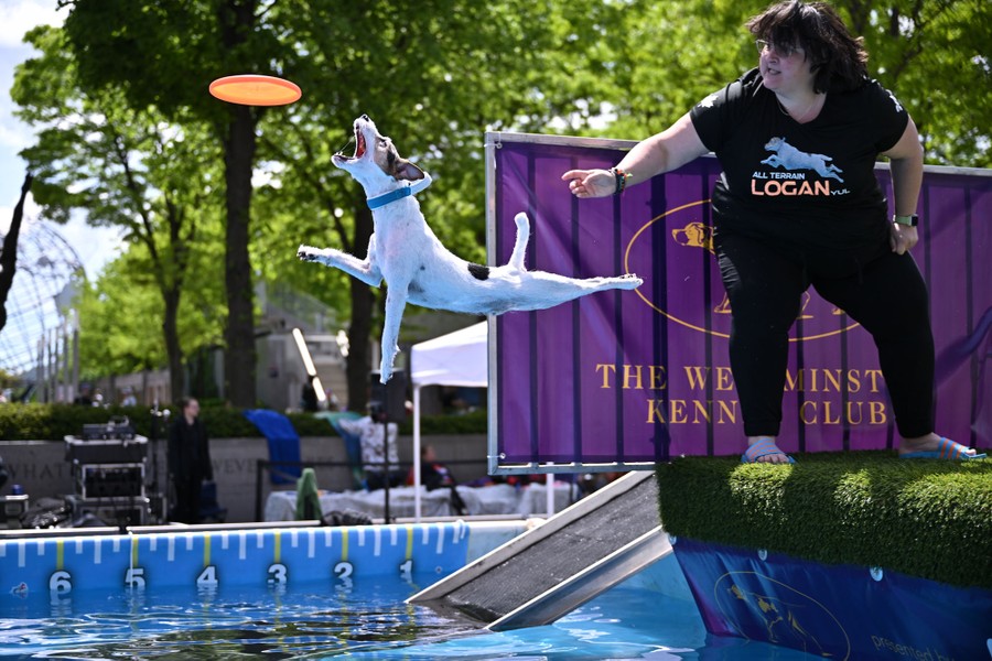 A dog leaps above a swimming pool, trying to bite a frisbee that has just been thrown.