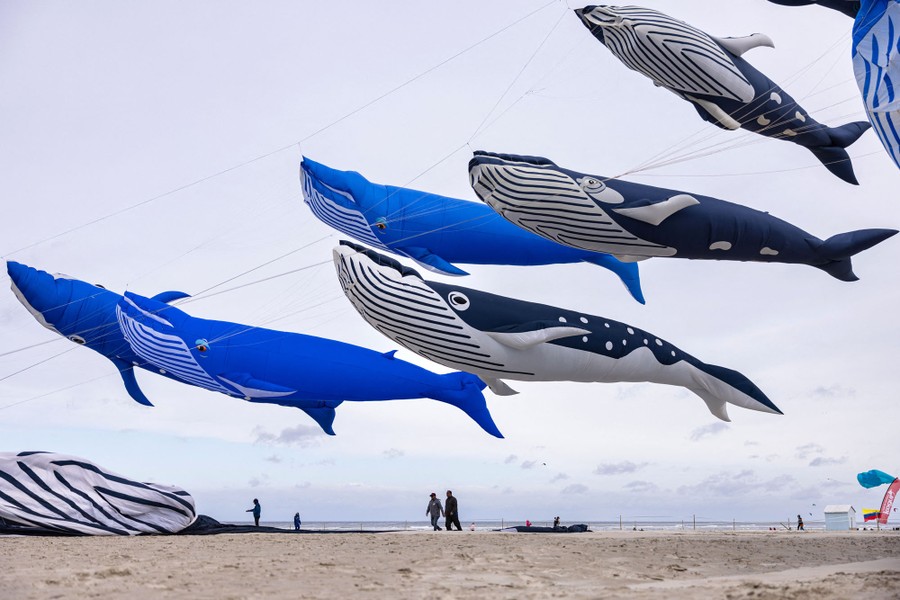 About a half-dozen huge whale-shaped kites fly above a beach.