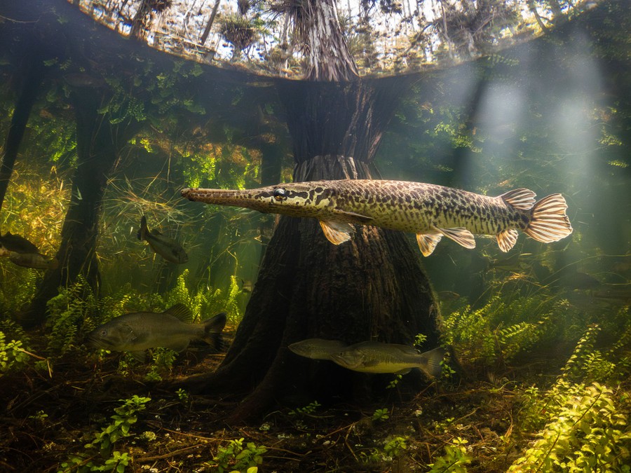 An underwater view of fish swimming past the trunk of a tree in a cypress swamp.
