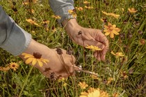 a close-up of hands cutting yellow flowers in a lawn