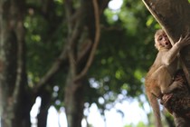 A monkey grips a tree.