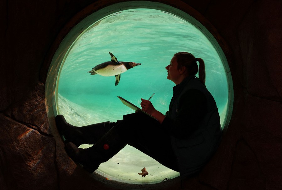 A person sits beside a large circular window, looking at penguins swimming in the water on the other side of the glass.
