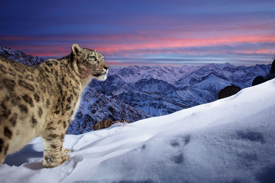 Un léopard des neiges se dresse sur une haute crête surplombant un paysage montagneux.
