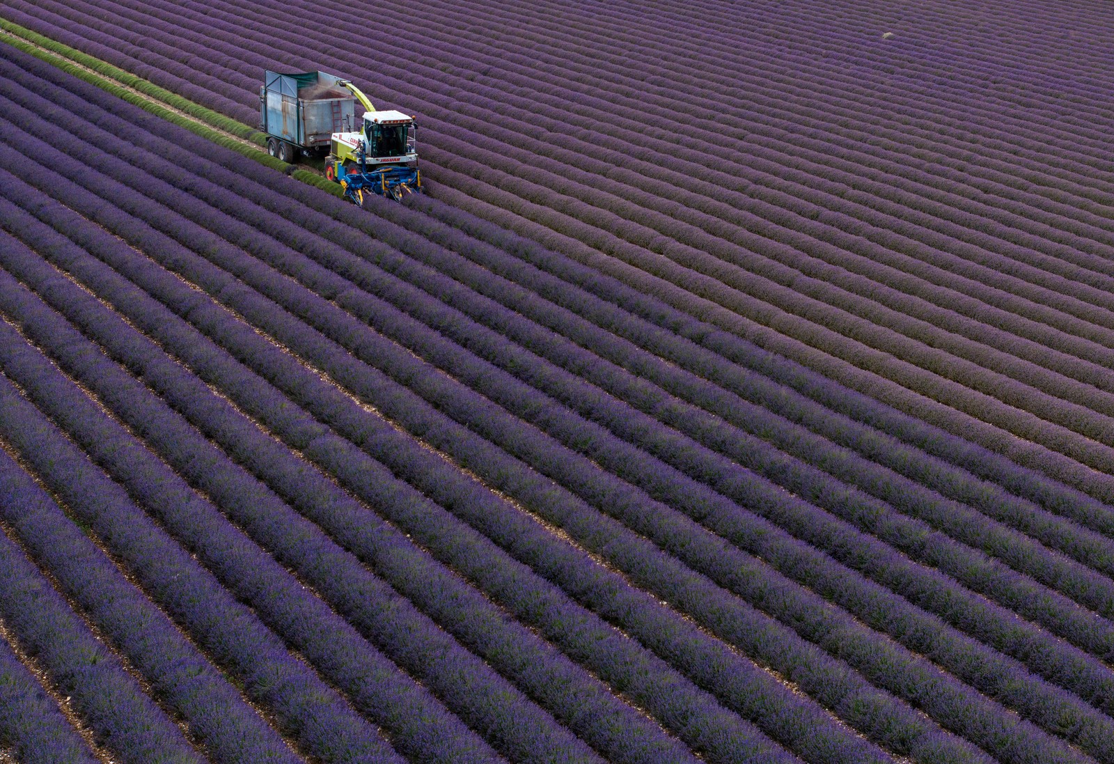 An aerial view of a tractor being used in a lavender field.
