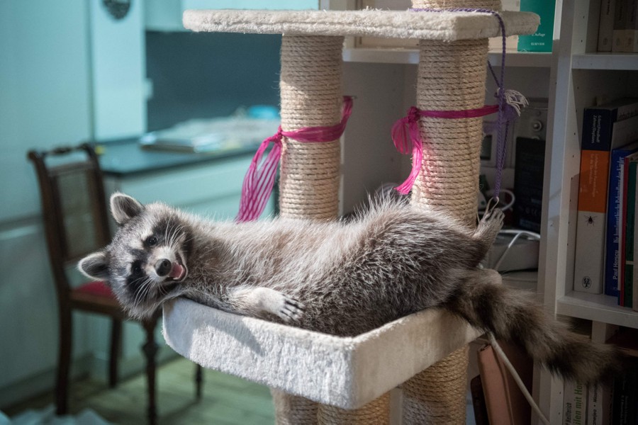 A contented-looking raccoon lies in a cat tree.