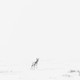 A faraway deer in an expanse of white sky and snow
