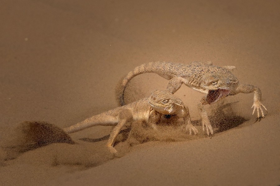 Two desert lizards scuffle on sand.