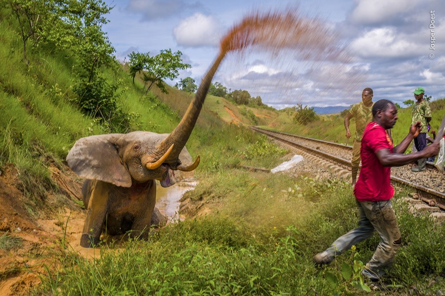 A distressed elephant in a muddy ditch beside a railroad track sprays water from its trunk toward several people nearby.