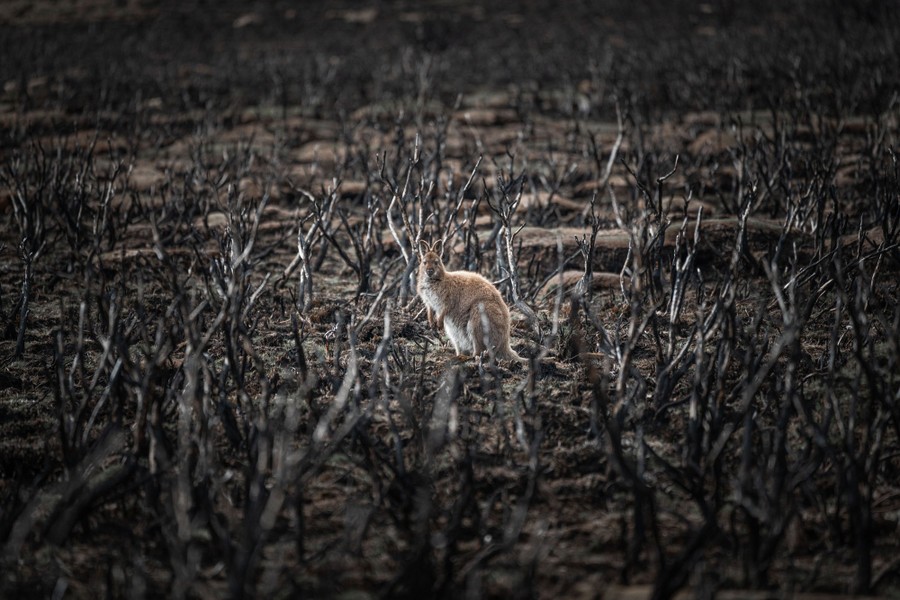 A wallaby rests among scorched brush.