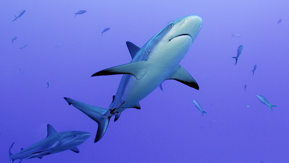 A grey reef shark patrols a coral reef. 