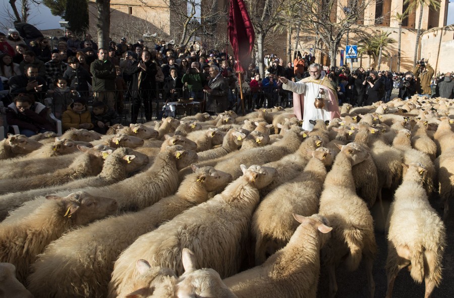 A priest stands amid a flock of sheep, blessing them.