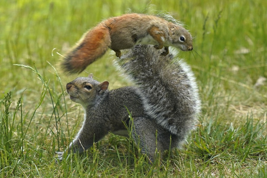 A red squirrel leaps over a gray squirrel during a scuffle in some grass.